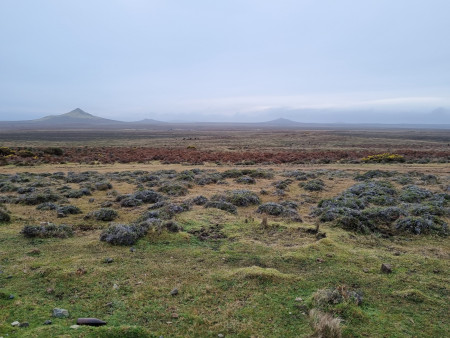 A photo of the landscape on the Chatham Islands.